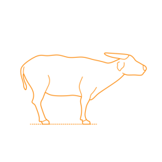 Animals Bovines Tamaraw Vinyl Svg File, Free Vectors File